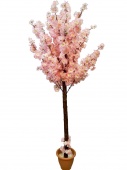 Сакура   цветущая нежно-розовая 150  см (без горшка)