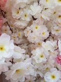 Сакура  цветущая белая 150 см (без горшка)