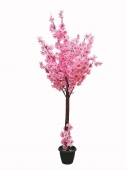 Сакура   цветущая розовая 150 см (без горшка)