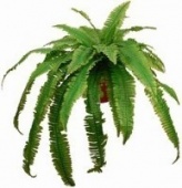 Искусственное растение Нефролепис Лилу Лонг (Код товара: 82201)