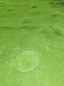 Искусственный мох Ковёр Зелёный 100*100см Арт-063