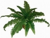 Искусственное растение Нефролепис Лилу (Код товара: 64005)
