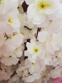 Сакура  цветущая белая 180 см (без горшка)