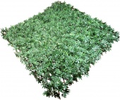 Трава искусственная БАМБУК  MZ186003-А Клён Зелёный ( Деревянная изгородь 1*2 м )