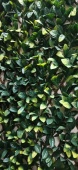 Трава искусственная  MZ186006-А Прунус / Магнолиия Зелёно-Жёлтая (Деревянная изгородь ,1*2 м)