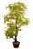 Искусственные деревья – рациональная и практичная альтернатива живым растениям.  
Искусственные деревья встречаются довольно часто.  Их приобретают для декора загородных домов и коттеджей, интерьера квартир и офисов, различных учреждений, кафе и ресторано