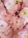 сакура нежно-розовая