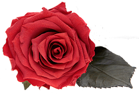 Стабилизированная роза «iLuba»