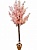 Сакура   цветущая нежно-розовая 180 см (без горшка)